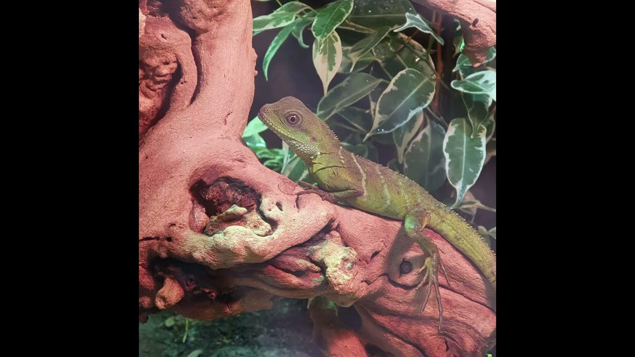 Terrariumbau- Grüne Wasseragamen (physignathus cocincinus)
