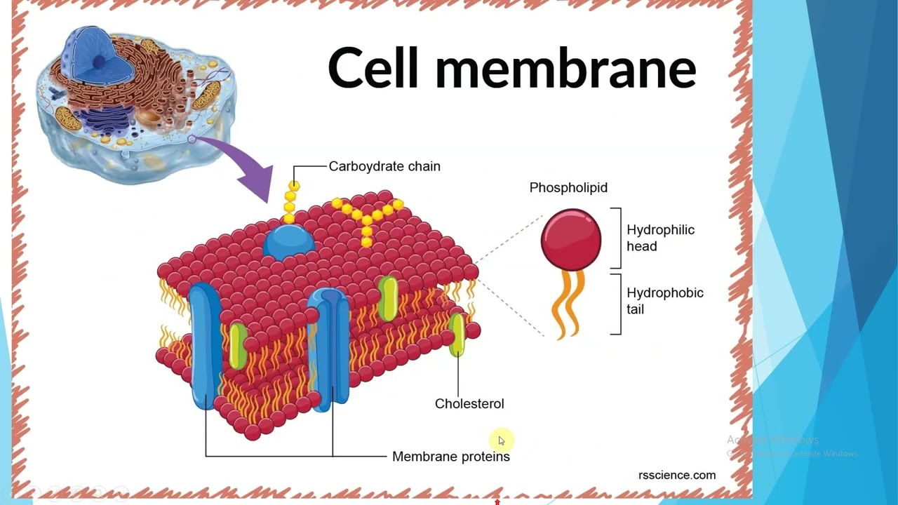 ĆELIJSKA MEMBRANA