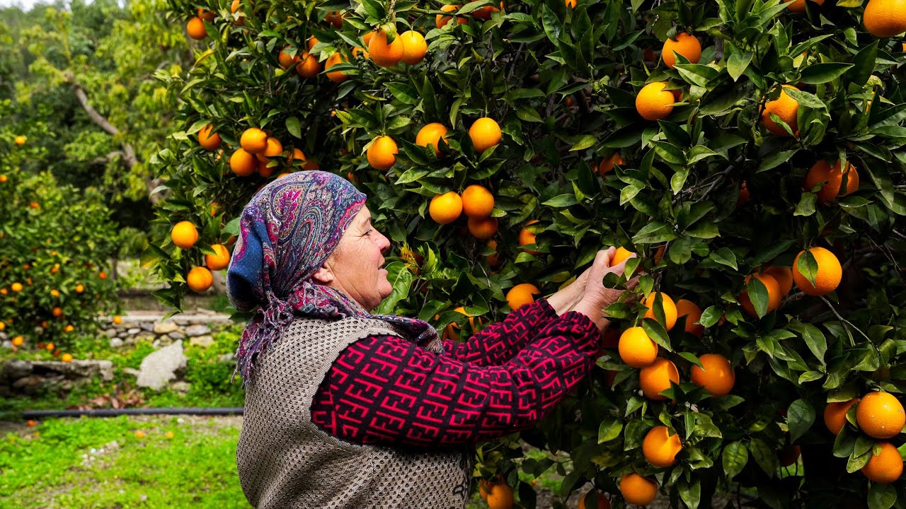 Обед из свежих фермерских продуктов | Приготовление пищи для работников, собирающих апельсины
