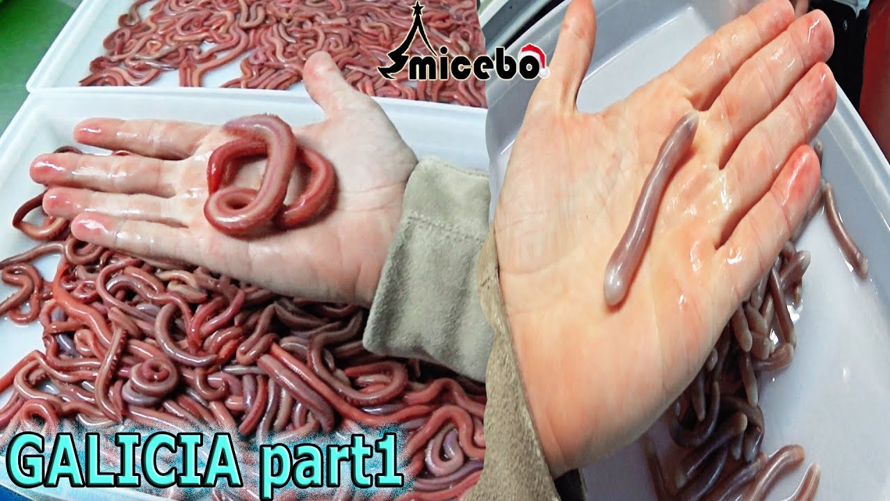 EMPIEZA la locura! Visita instalaciones_MiCebo_ [INCREIBLES CEBOS PARA ESTE VIAJE✈️] ↪Galicia part1↩