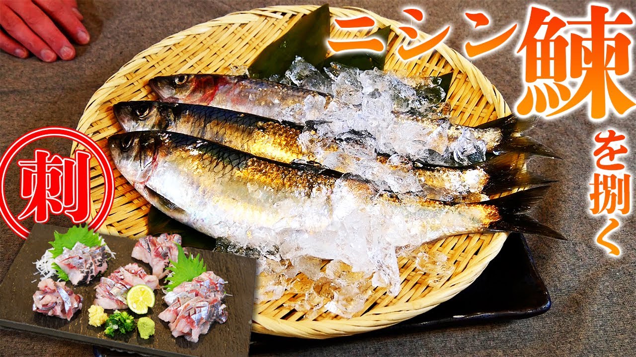 プロが教える【ニシン】の捌き方