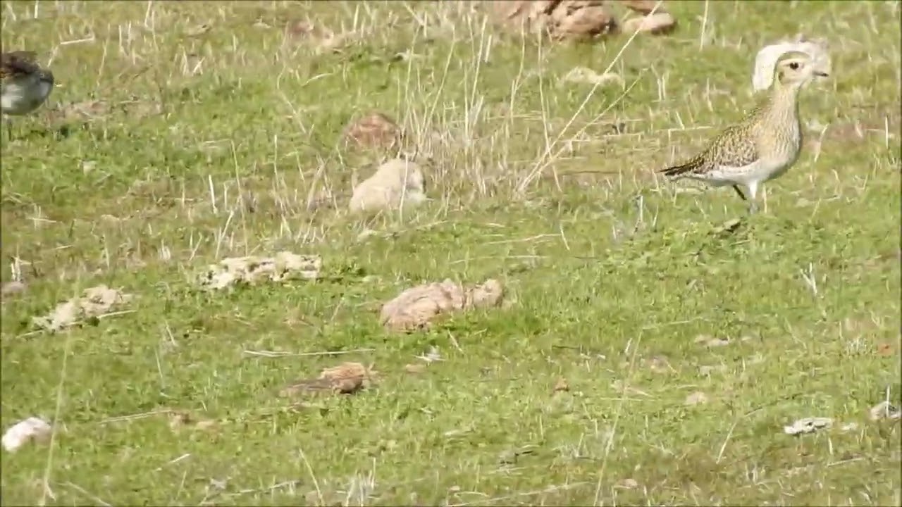 VÍDEO  BANDO DE CHORLITO DORADO POR EL CAMINO DE EL PARDO  11 1 2026
