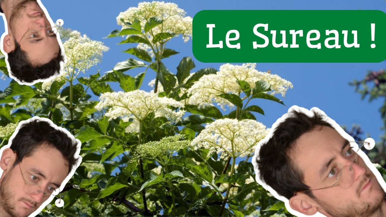 Comment faire pousser un SUREAU NOIR.