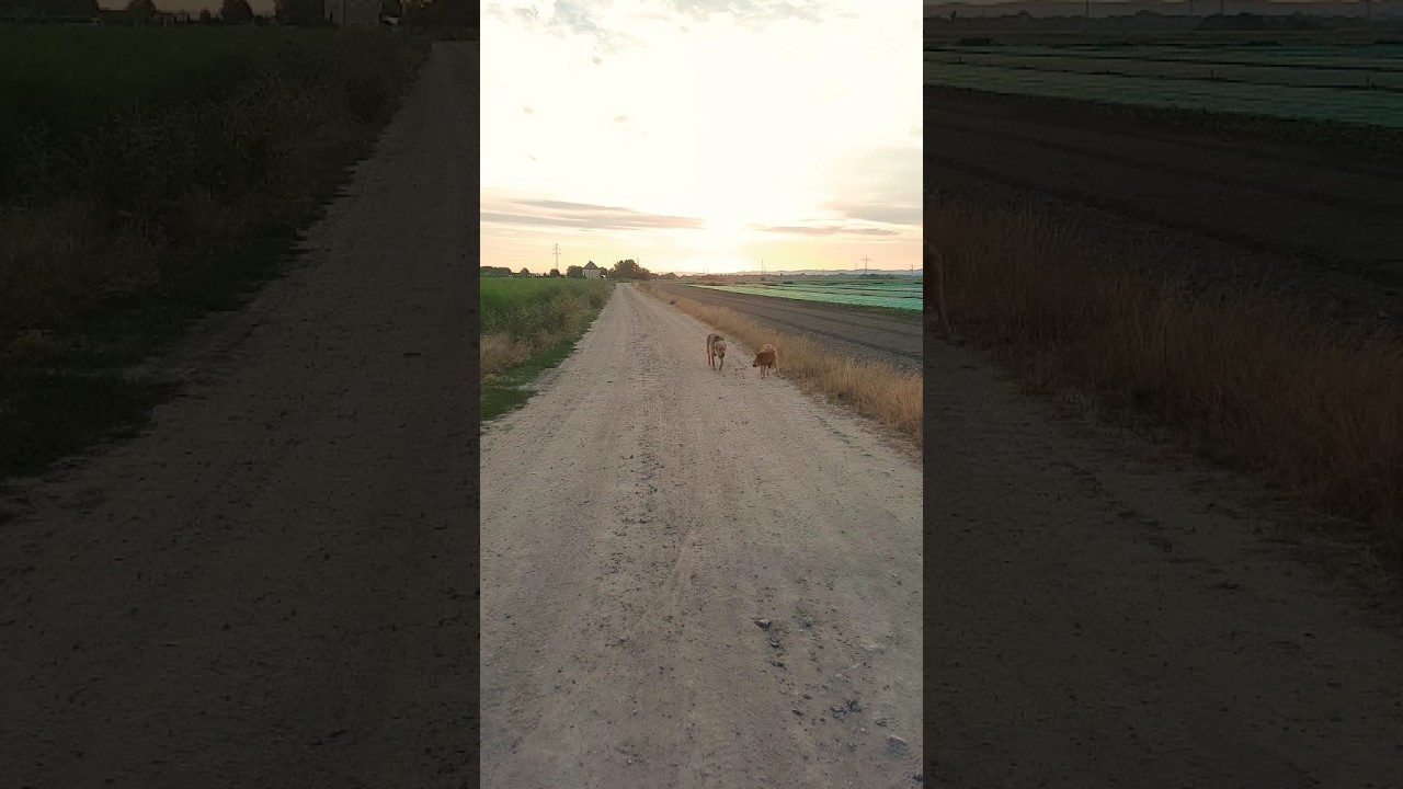 Morgen runde mit dem Bruder, Spa&szlig; zu zweit 🐶🐶 #hundealltag #doglife