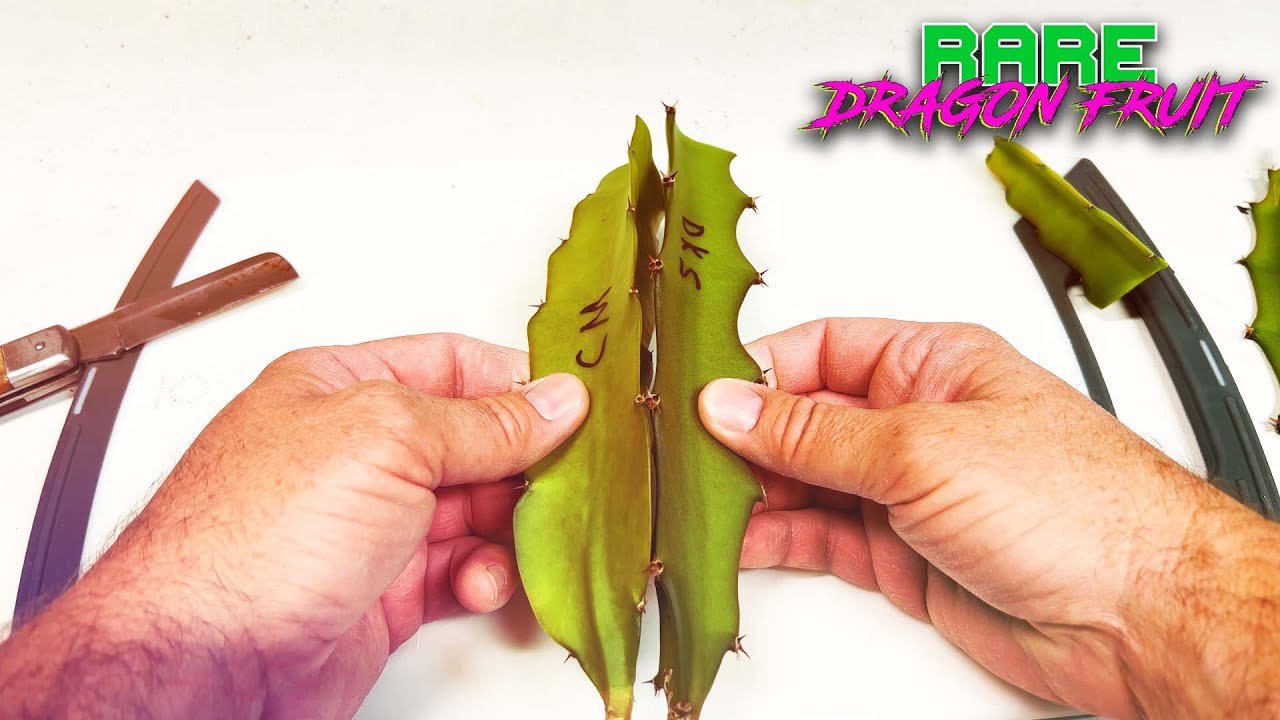 How to CREATE a DRAGON FRUIT Somatic Hybrid