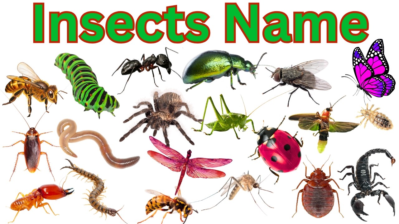 Learn 20 Insect Names In English & Hindi With Sounds | Fun Learning For Pre-school Children