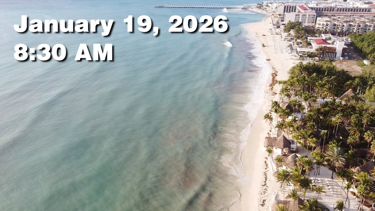 Daily Sargassum Sargasso Seaweed Report at Playa del Carmen, Mexico - January 19, 2026 #sargassum