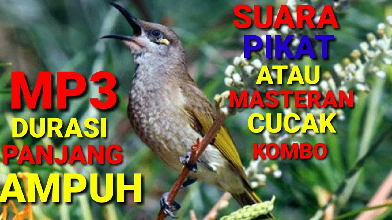 Suara Pikat Cucak Kombo Gacor ll Masteran Cucak Kombo Paling Di Cari