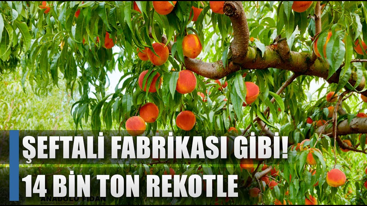 Şeftali Fabrikası Gibi! Bursa Şeftalisinde 14 Bin Ton Rekolte / AGRO TV HABER