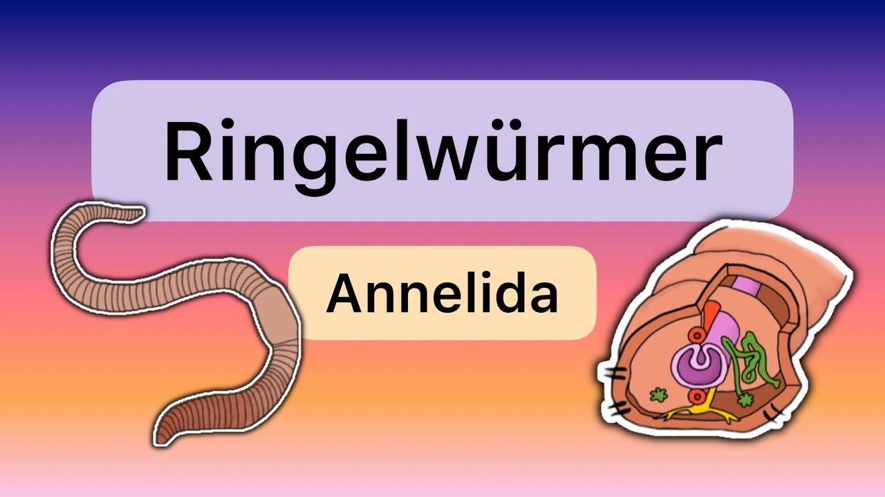 Ringelwürmer (Annelida)
