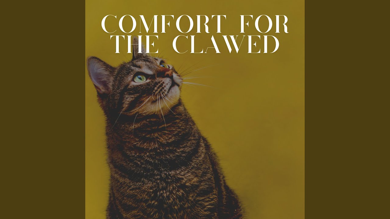 Feline Companion