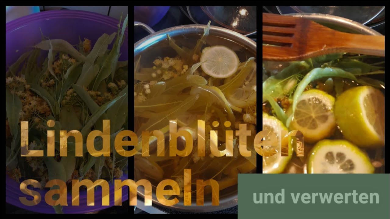 Lindenblüten sammeln | Lindenblüten Eistee herstellen | Lindenblütensirup herstellen