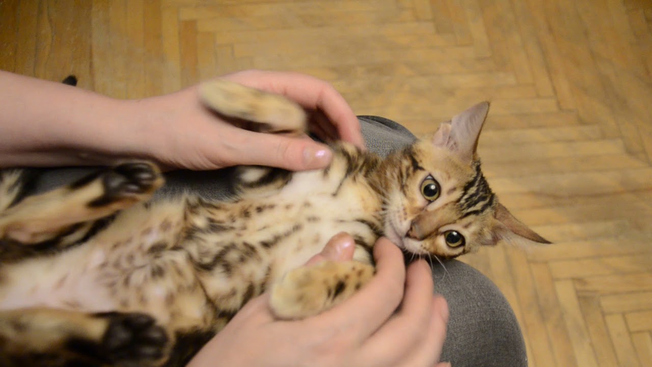 Бенгальская кошечка, мраморный окрас