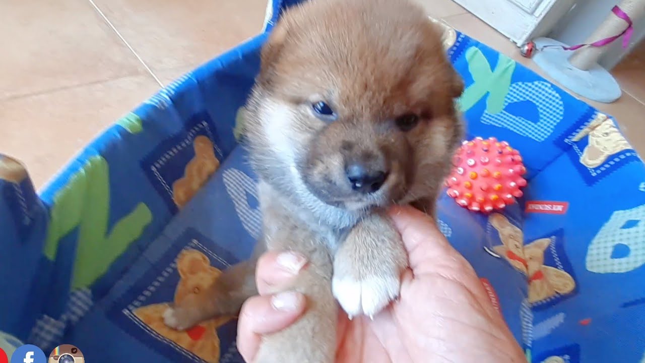 Grand Potats Have Opened Their Eyes ❤️ Aren't They Super Adorable?!