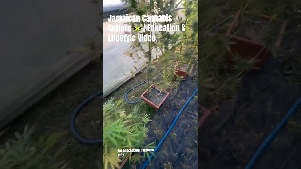 🌿 Exploring Jamaica Cannabis Culture | Lifestyle & Education🇯🇲(21+) #cannabiseducation