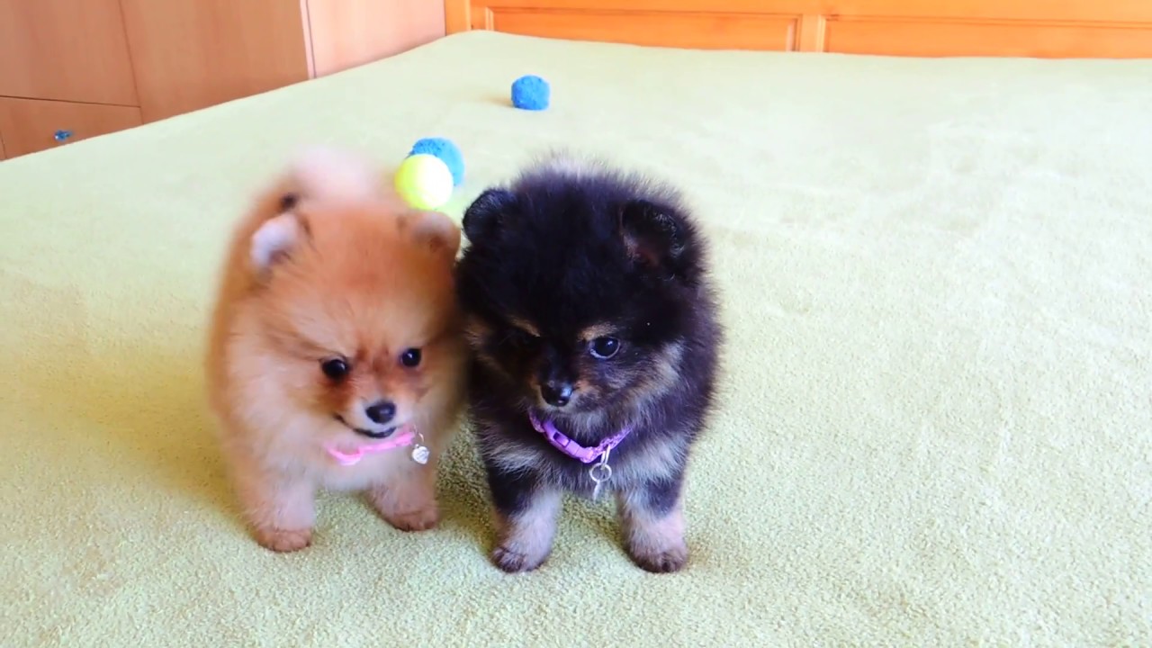 Female Pomeranian Puppies for Sale
