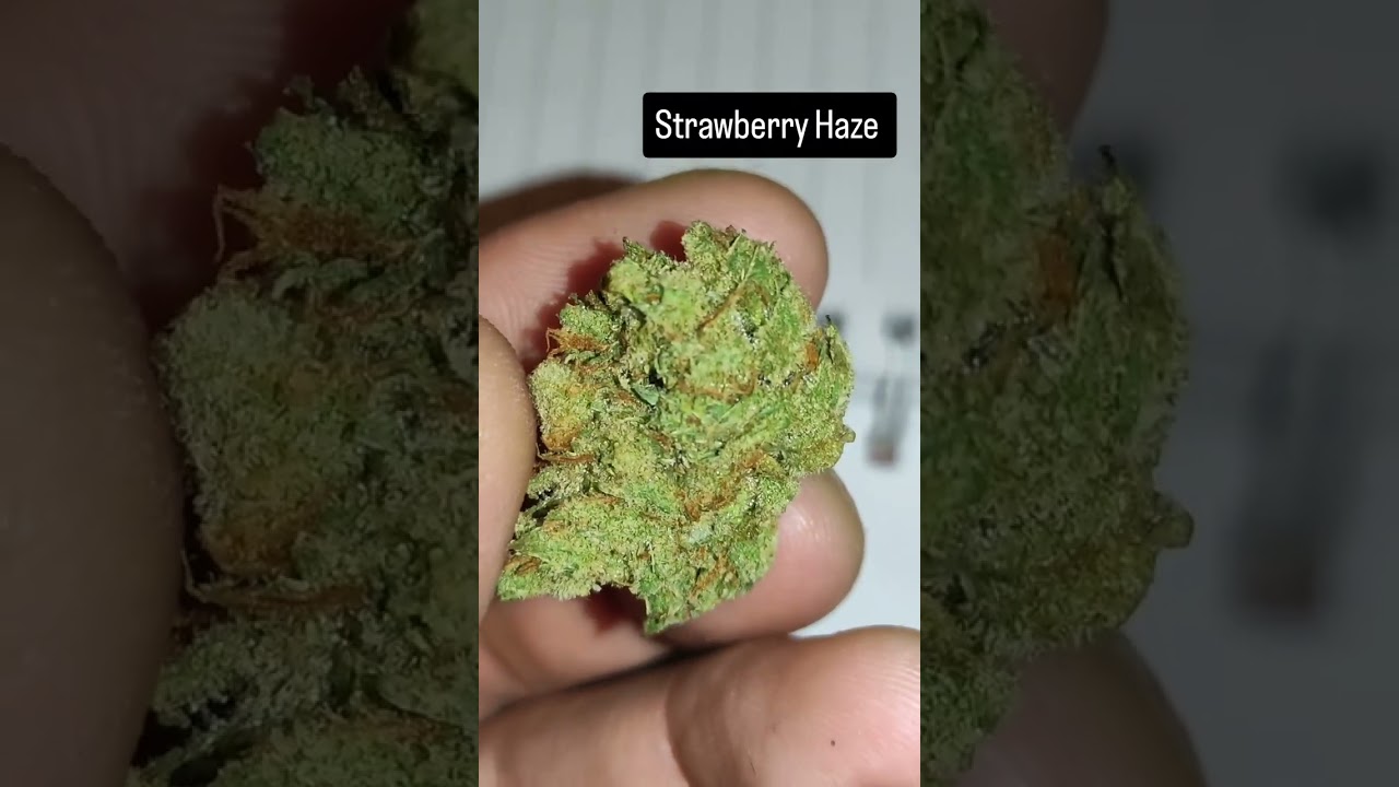 Amsterdam Weed: Strawberry Haze