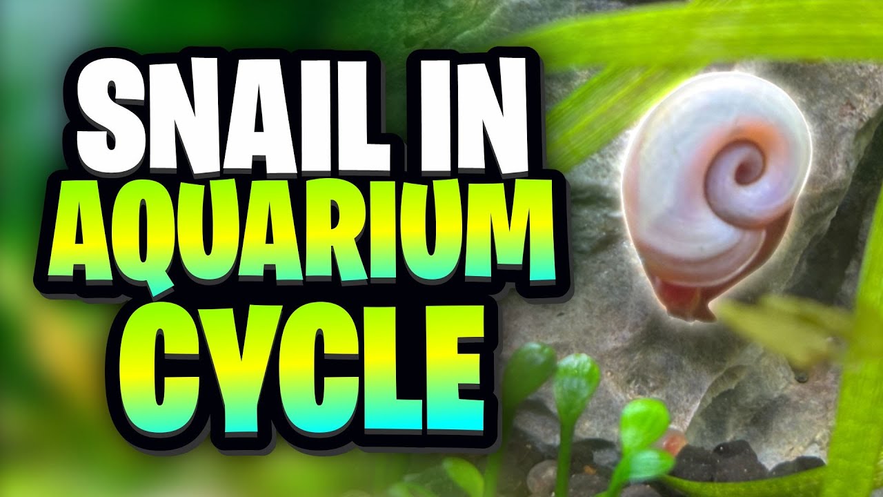How To Cycle Your Aquarium With Ramshorn Snails! (Walstad And Aquasoil Friendly)