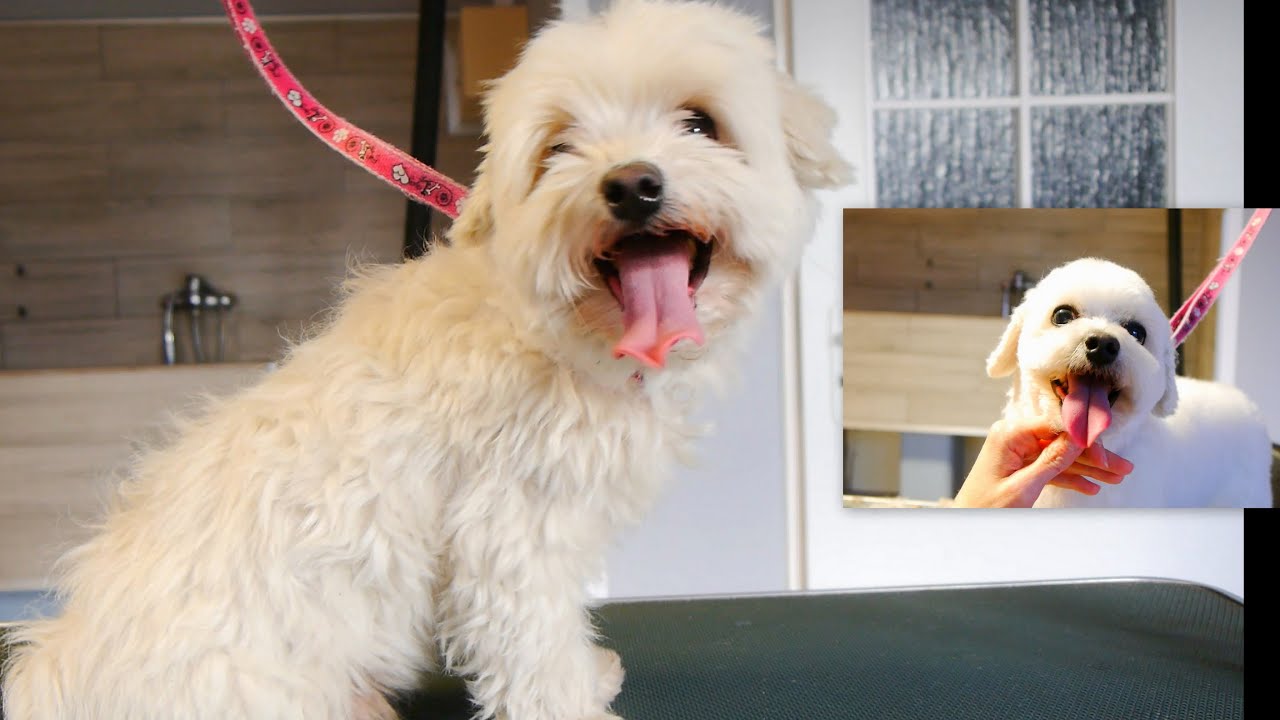 How to Groom a Senior  Maltese