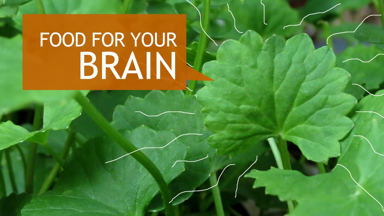 Gotu Kola Superfood Benefits + How To Grow
