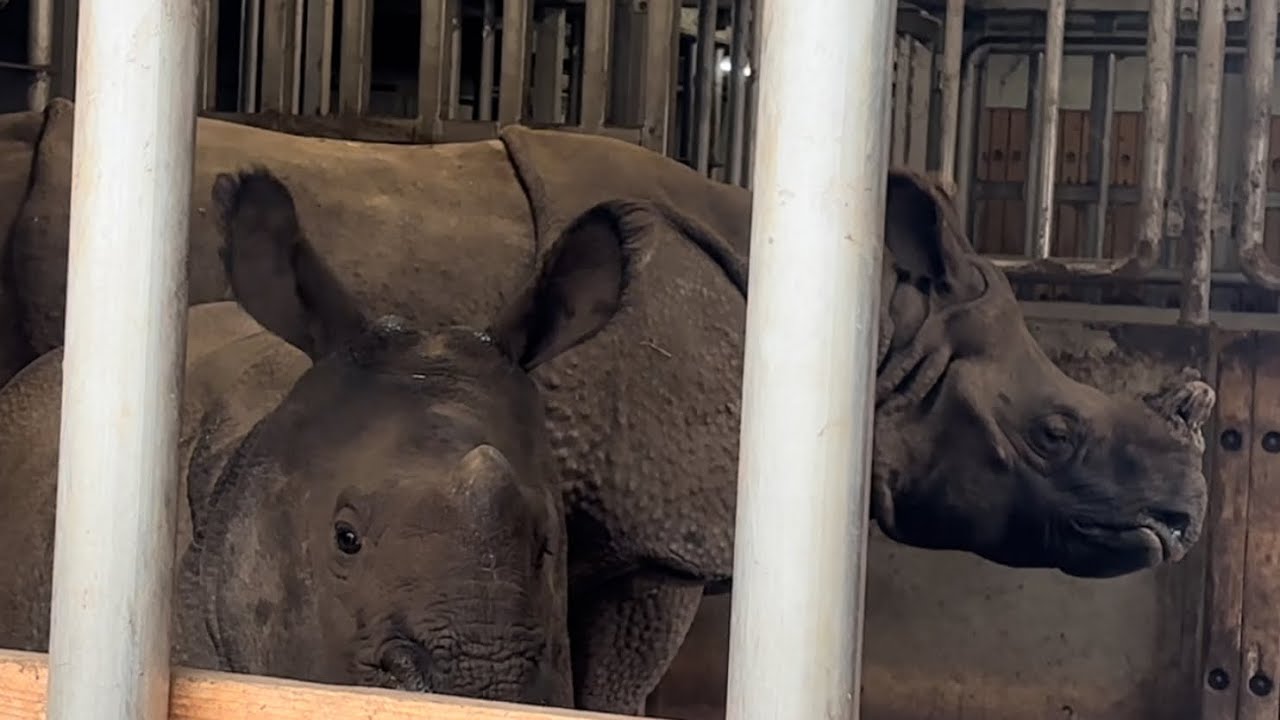 多摩動物園インドサイ室内の親子デコポンRhinoceros unicornis 2026年1月20日