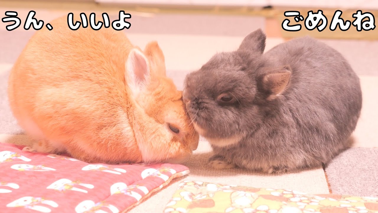 ぶつけた所をペロペロしながらごめんねするミミがとても優しかった【No.1735】