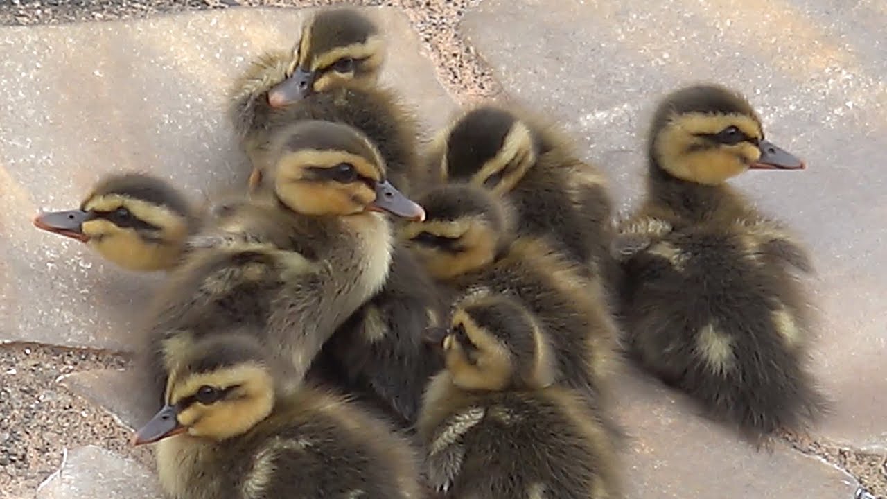 夢の国でお昼寝中のヒナ達。ディズニーランドのカルガモ親子。ハプニングも？