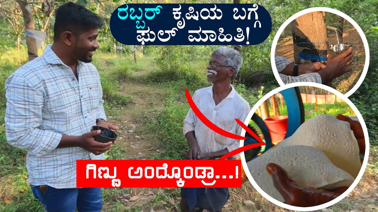 ರಬ್ಬರ್ ಕೃಷಿ ಕುರಿತಾದ ಸಂಪೂರ್ಣ ಮಾಹಿತಿ | Complete Information on Rubber Cultivation