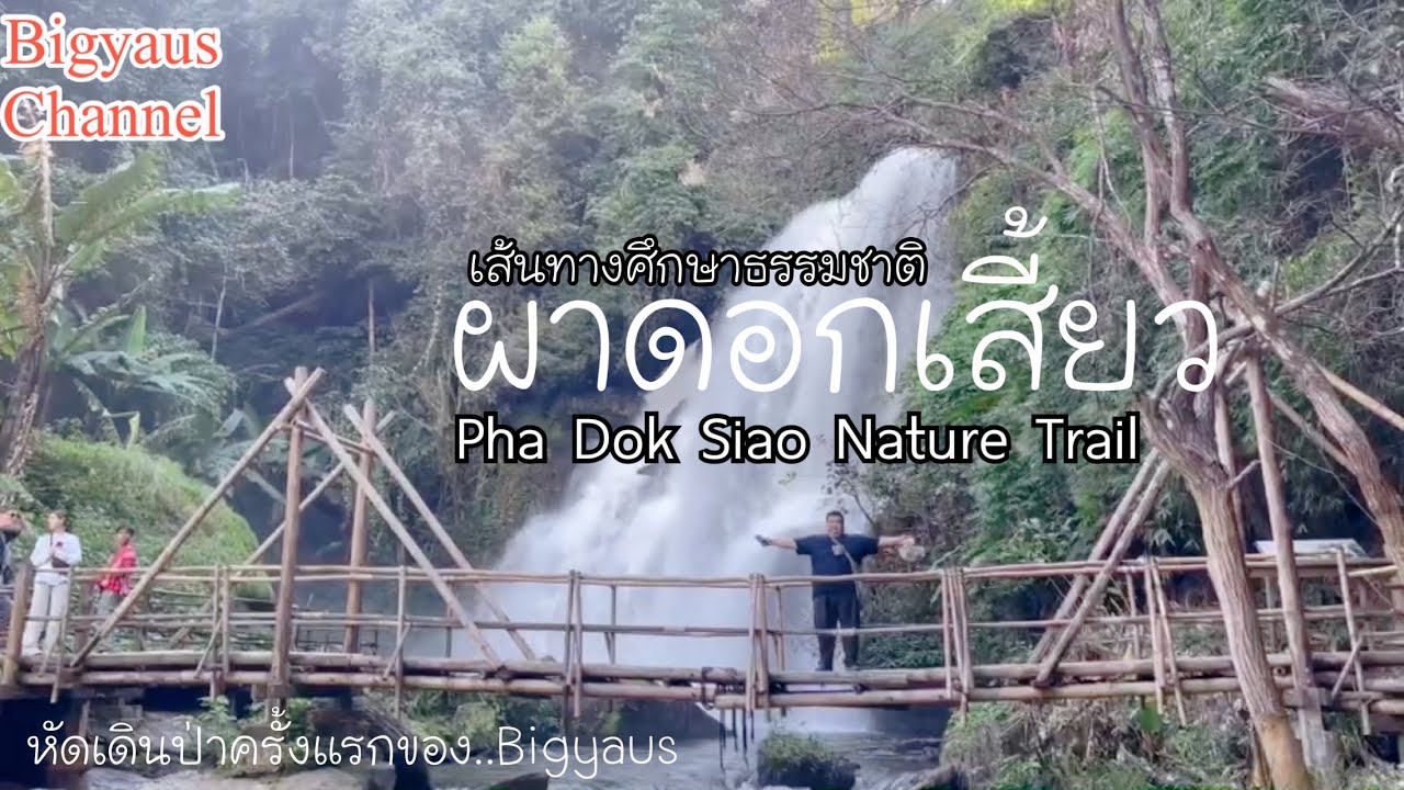 Ep.110.1เที่ยวป่าวละ-เส้นทางเดินศึกษา#น้ำตกผาดอกเสี้ยว อินทนนท์Pha Dok Siao Nature Trail | #bigyaus 