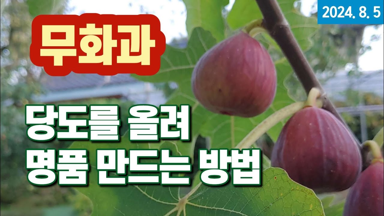 무화과 - 이렇게 하면 빨리 익고,  크고, 당도가 쑥쑥!!