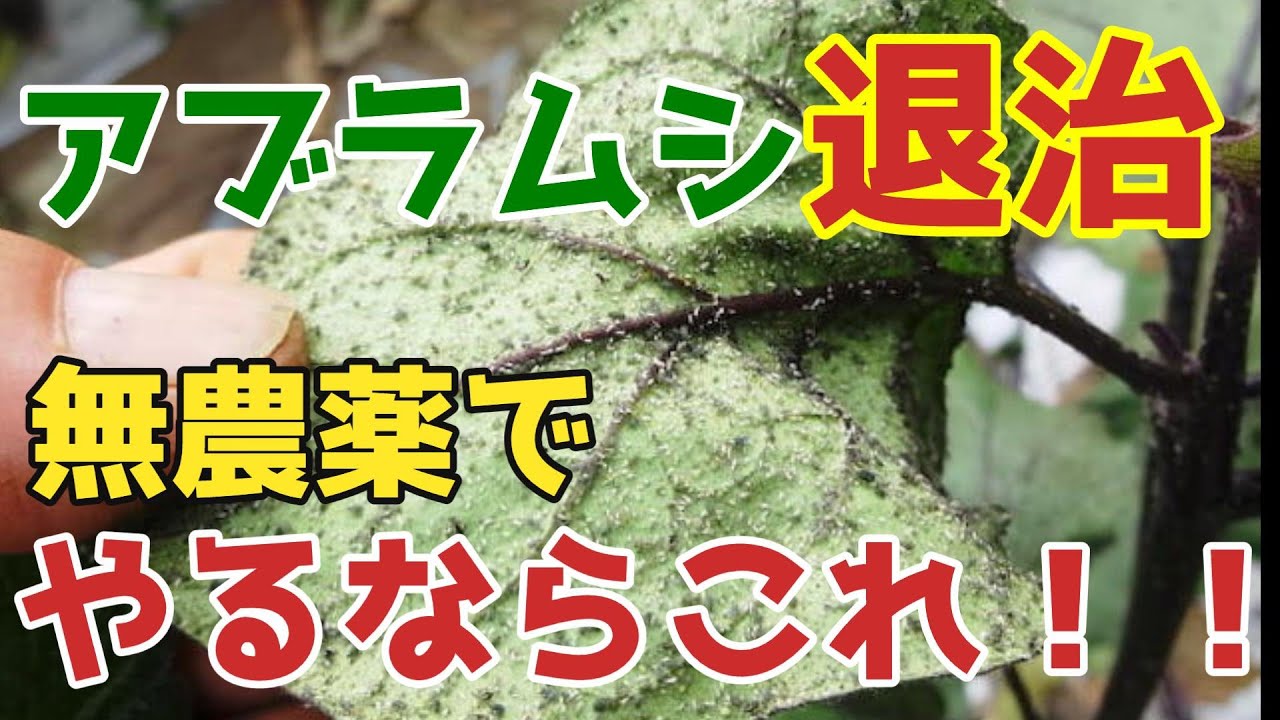 【なす】この方法でアブラムシかなり激減できます。無農薬でやるならこれ【アブラムシ】