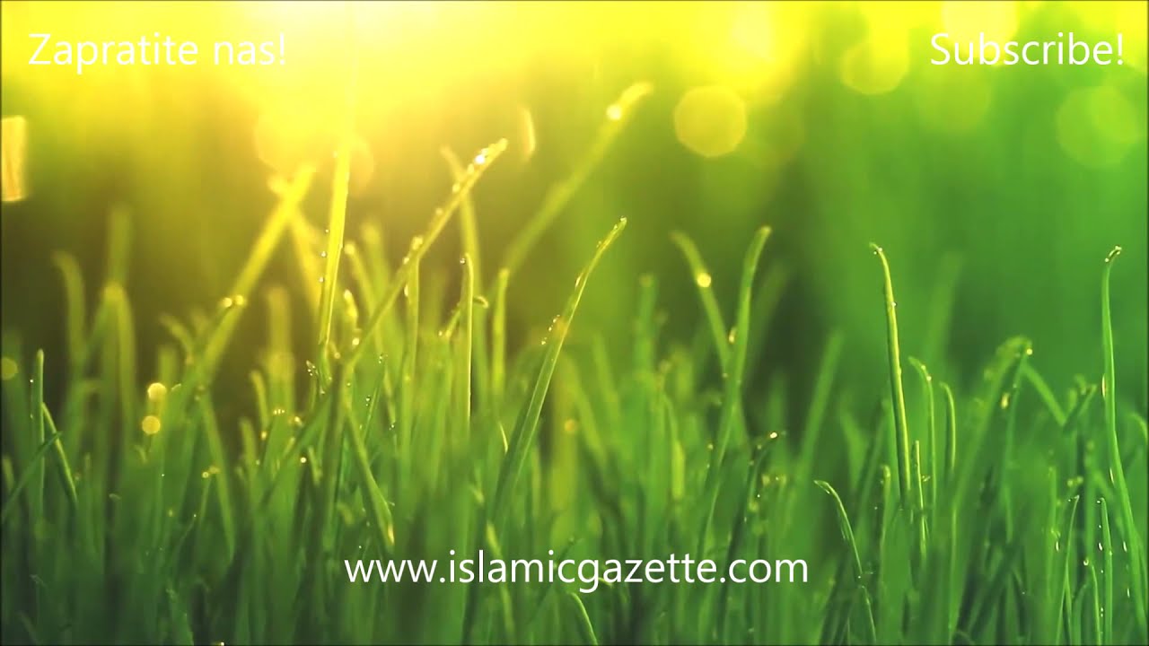 Hadisi Allahovog poslanika Muhameda alejhi selama.
