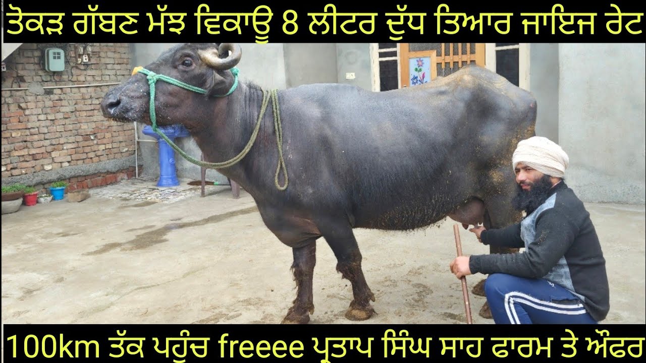 #ਤੋਕੜ ਗੱਬਣ ਮੱਝ #ਸੱਜਰ ਸੂਈਆ ਮੱਝਾਂ ਵਿਕਾਊ 8 animals for sale #best #qulity #top #bufflo  #viralvideo 