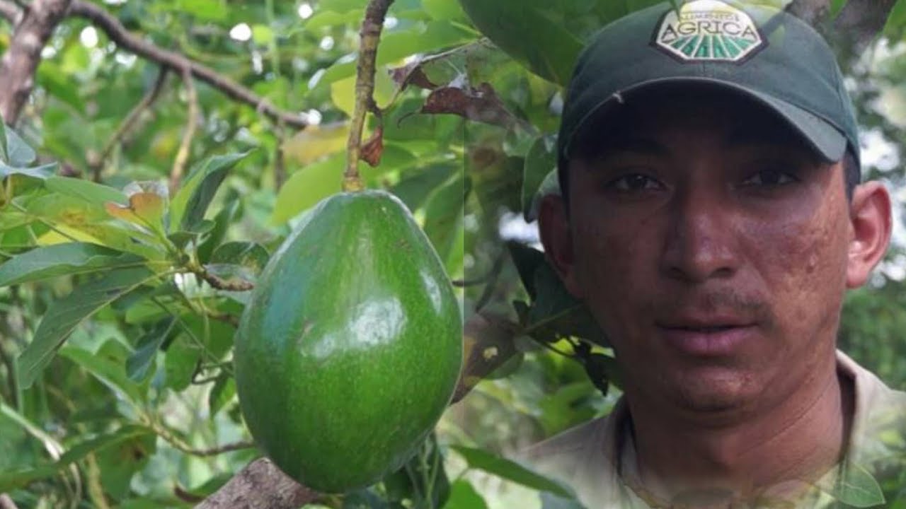 Punto de cosecha del Aguacate Variedad Pollock