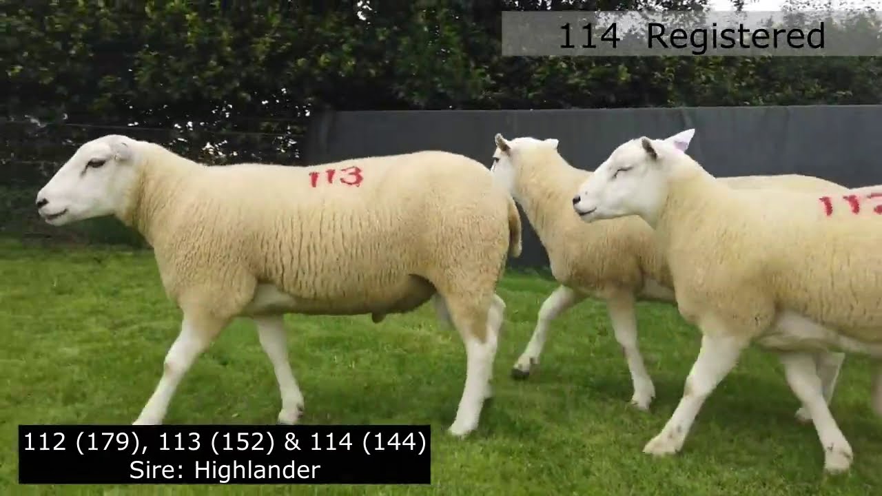 Lleyn Rams 106 to 114 - Working Genes 2020