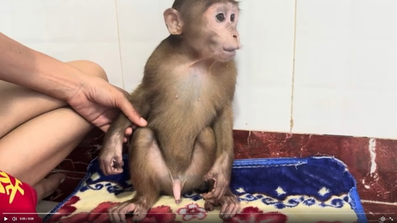 Baby monkey Miker drink milk