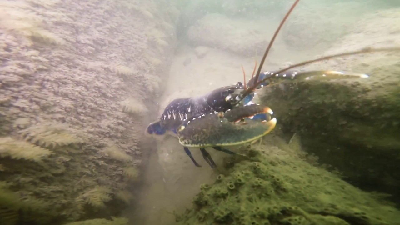Diving Lowestoft  LSAC House Reef  Loads of Lobsters