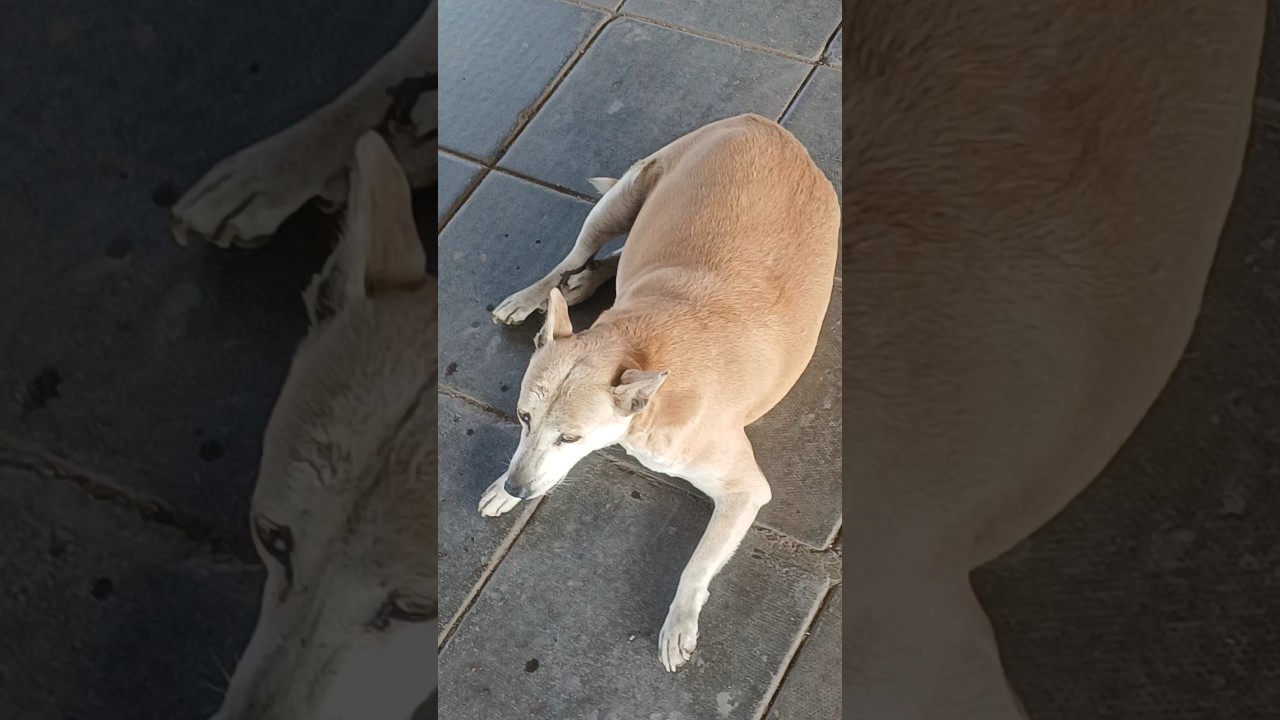 cute fat dog  😂😂 प्यारा मोटा कुत्ता 