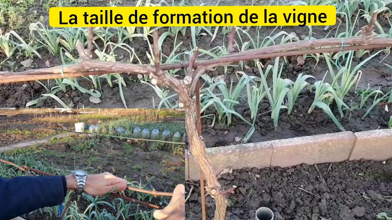 La taille de formation de la vigne en 3 étapes (la taille en cordon de royat) 2022