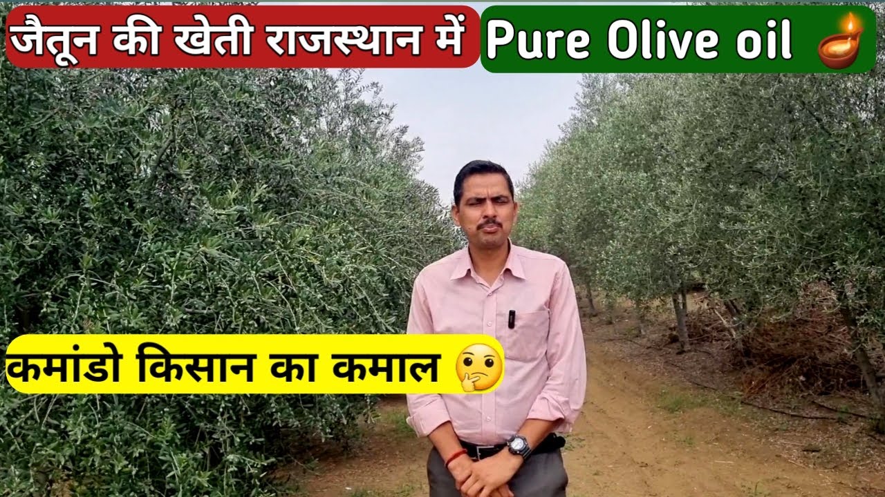 👍कमांडो किसान का कमाल 🤔। जैतून की खेती। Olive oil Farming In Rajasthan.