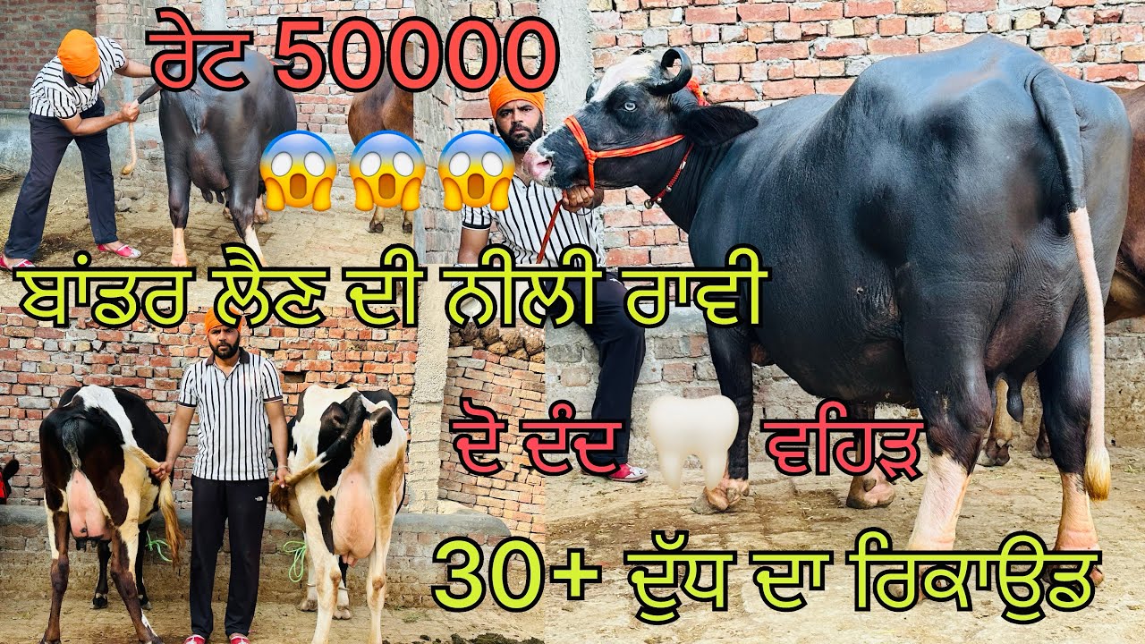 #video # 26/2/26 ਫੋਨ 📞 9041816903 ਚੁਣ ਚੁਣ ਕੇ ਲੈ ਆਇਆ ਪੀਸ ਭੱਲੂ ਭੈਣੀ ਵਾਲਾ ਨੀਲੀ ਰਾਵੀ ਦੋ ਦੰਦ 🦷 ਵਹਿੜ 