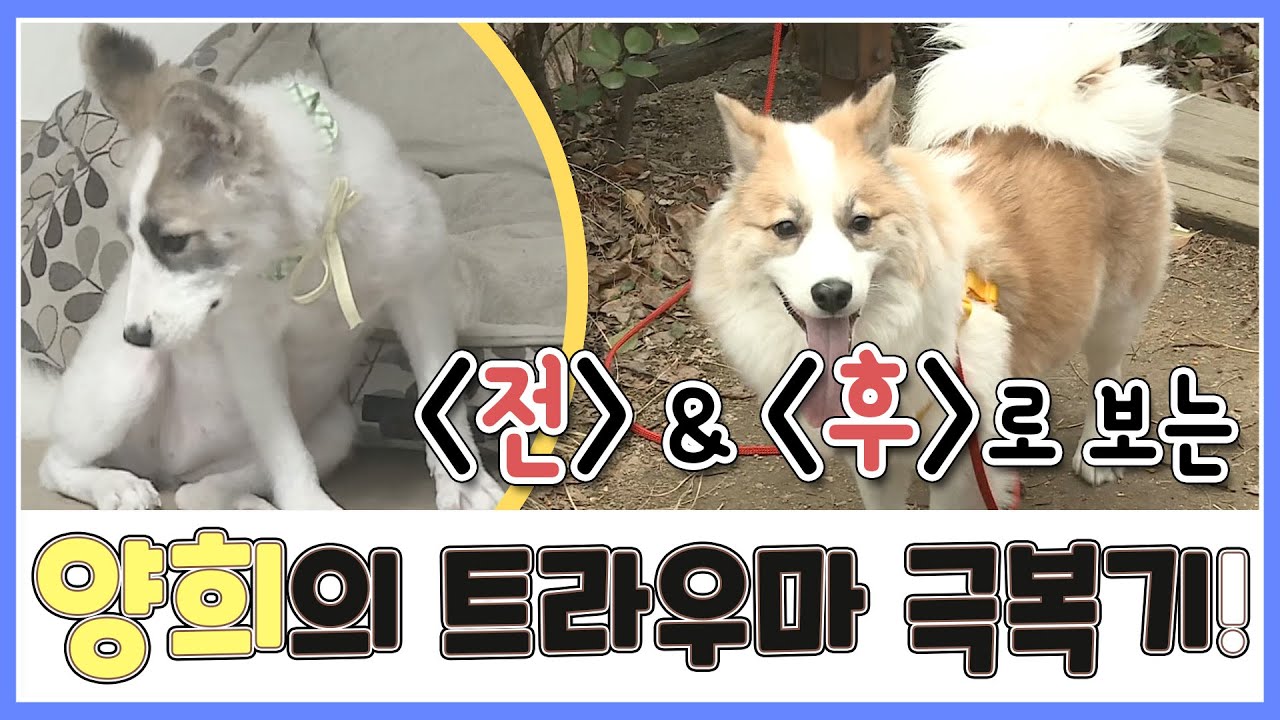 [#성훈] 개오빠 성훈을 만나기 전과 후! 양희의 트라우마 극복기 #나혼자산다 #Sunghoon @ i live alone