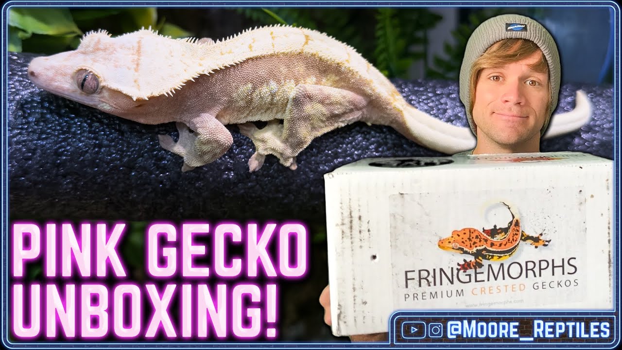 Pink Crested Gecko Unboxing! - Fringemorphs Pink Line