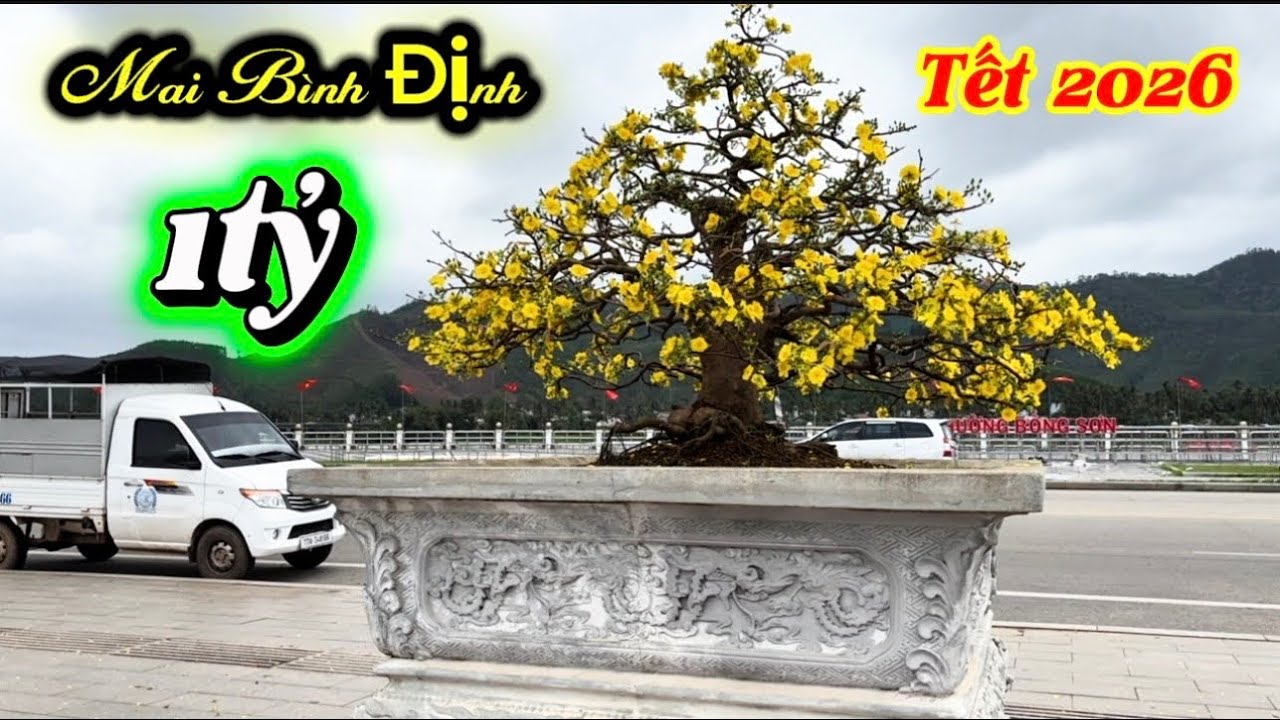 Mai vàng 1tỷ -triển lãm mai vàng Bồng Sơn Gia lai 