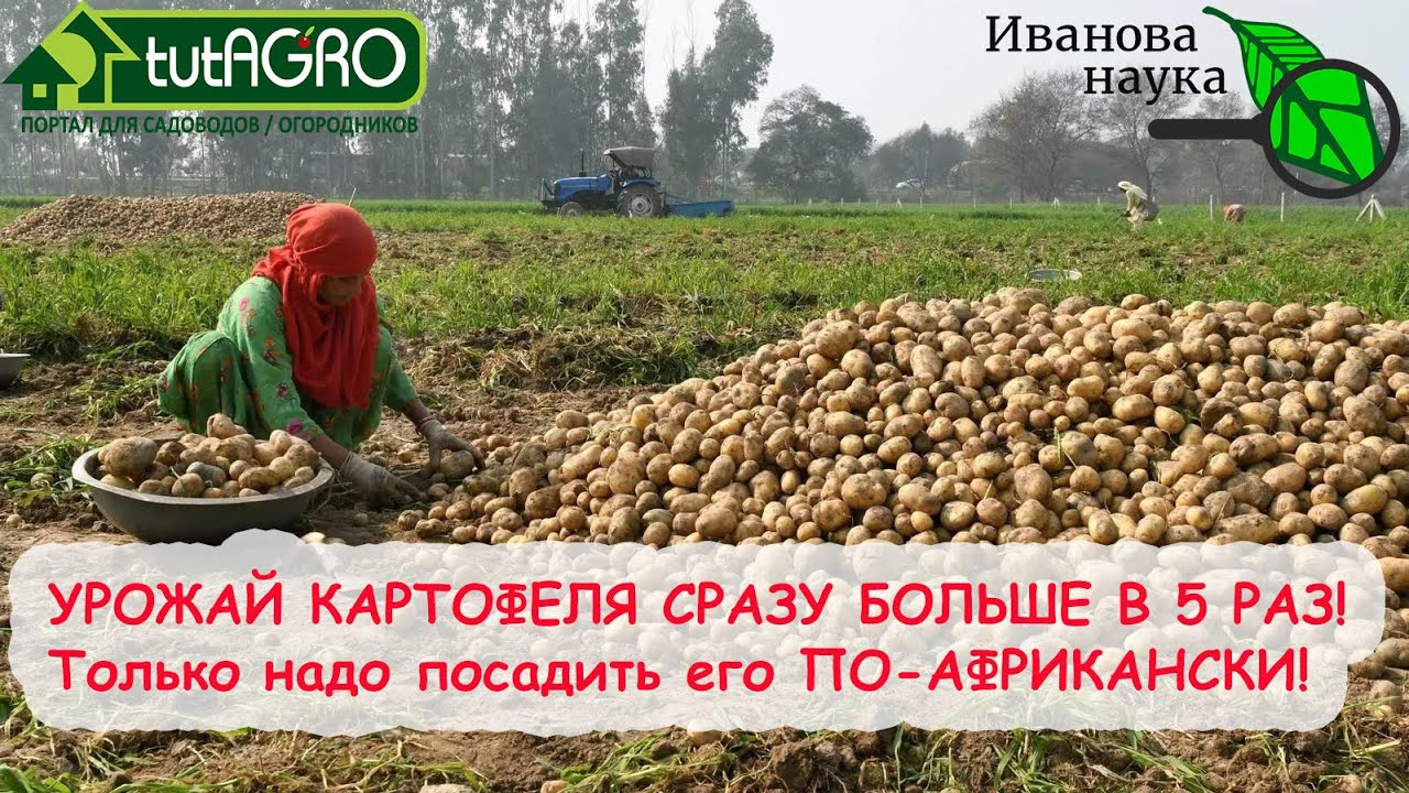 УВЕЛИЧИТЬ УРОЖАЙ КАРТОФЕЛЯ В 5 РАЗ БЕЗ УДОБРЕНИЙ И ОБРАБОТОК. Африканский способ посадки картофеля.