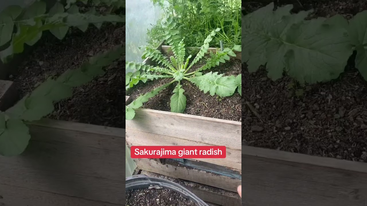 Hundred pound radish #garden #gardening #growingvegetables