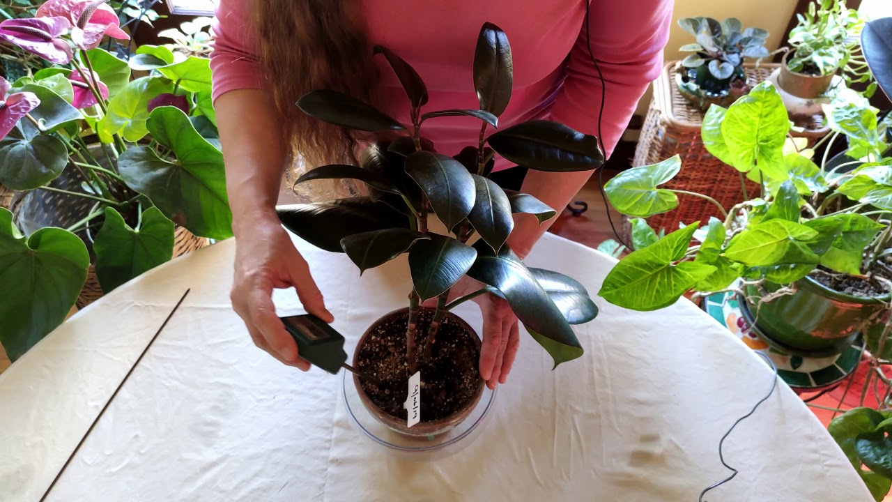 How to Save a Plant with Root Rot (Part 4)