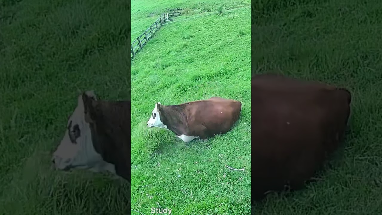 Online monitoring #cow #cowvideos #nzfarming #auckland #smartfarming #animal