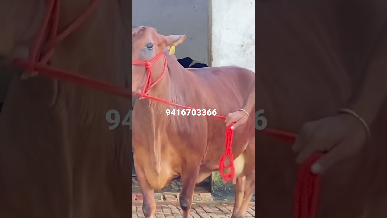 Sahiwal Cow available for Sale @Gupta Dairy farm Karnal