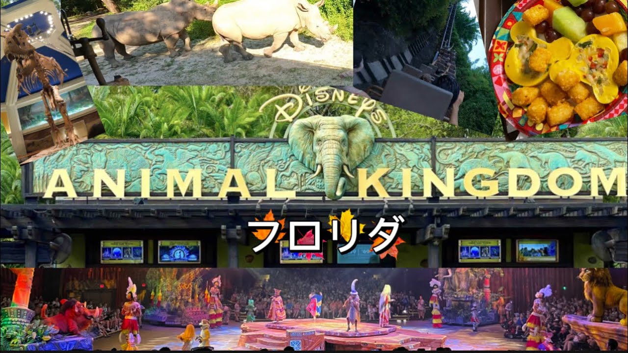 フロリダのディズニーワールド、日本に無いアニマルキングダム。おばあさん大絶賛の絶叫コースター。ショーやサファリと魅力満載#ディズニーランド #旅行 